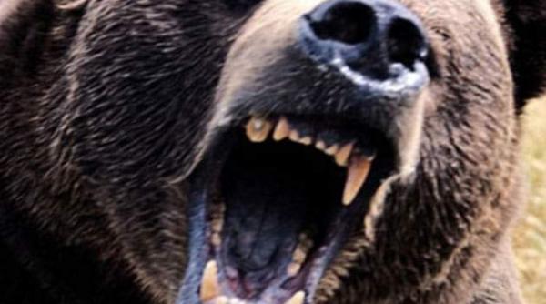 alerta urs traseu turistic harghita