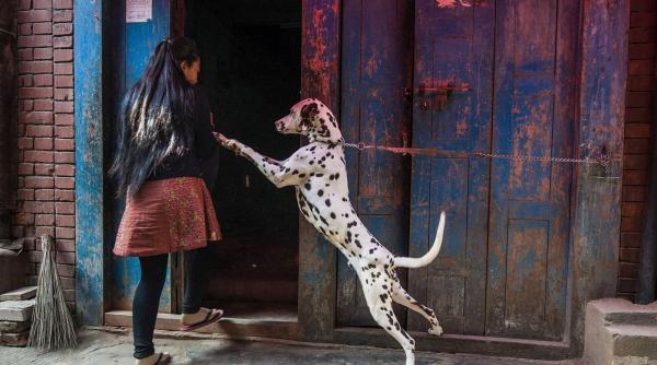 cum iti inveti cainele sa nu mai sara pe tine si pe alti oameni