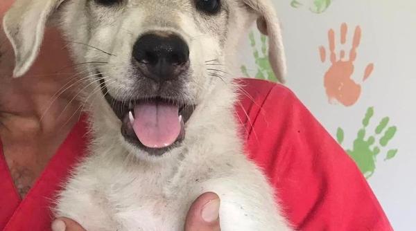 aspa bucuresti catelusi strazi capitala