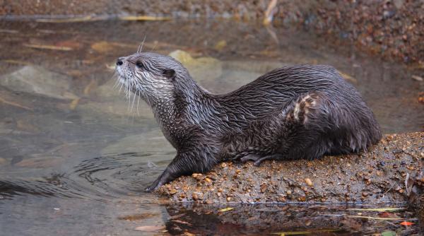 aparitie inedita litoral vidra plaja eforie nord