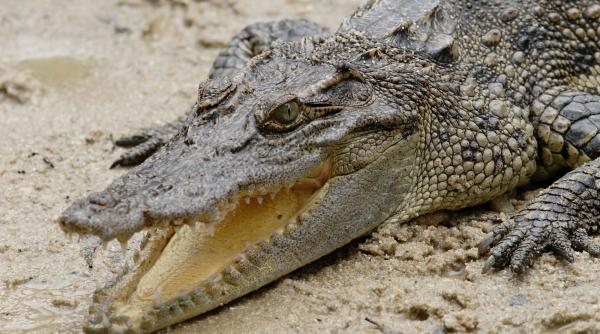 descoperire uimitoare crocodilii percep suferinta plansete bebelusi
