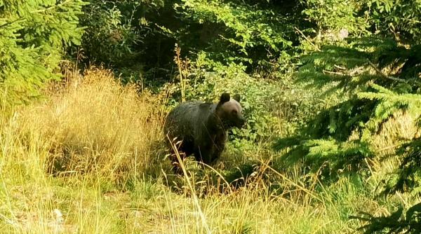 alerta ursi trasee turistice mures