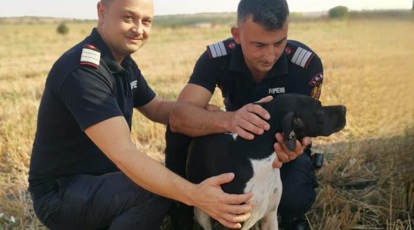 catelusa salvata pompieri fantana
