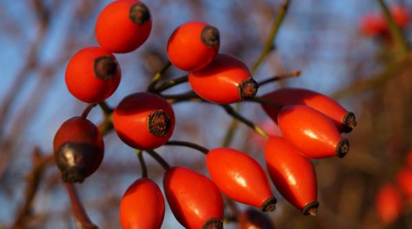pasta macese minuni terapii naturiste trandafir salbatic boli