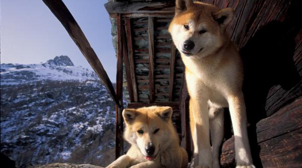 5 rase loiale caini ofera dragoste protectie neconditionata