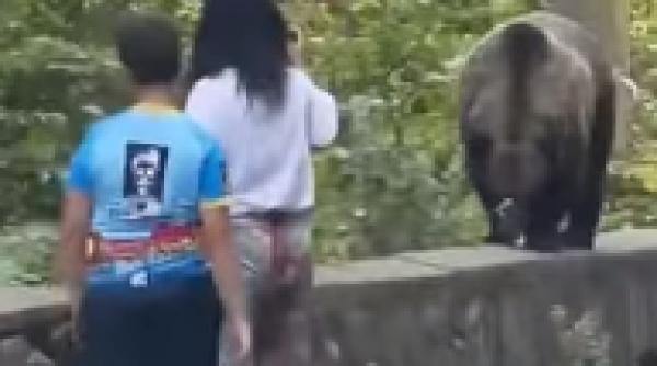 ireal mama copil hranit urs transfagarasan animal repezit