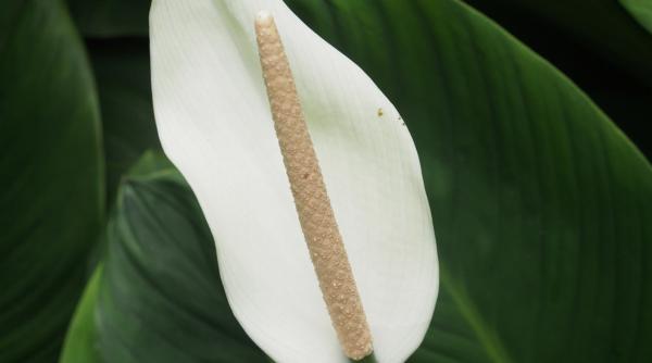 crinul pacii influente benefice casa sanatate