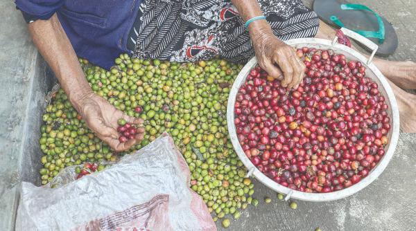 piata nisa produse unicat