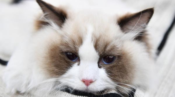 10 cele mai populare rase de pisici din lume