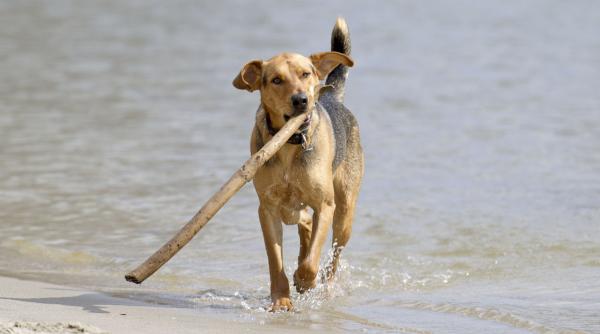 cum dezveti caine roada obiecte casa