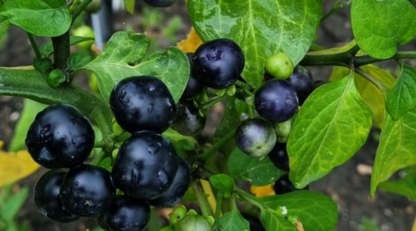 premiera romania rosii negre proprietati medicinale