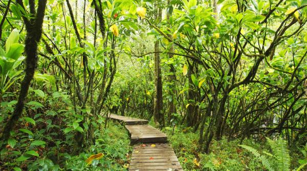 sanatate mintala efecte plante pasari