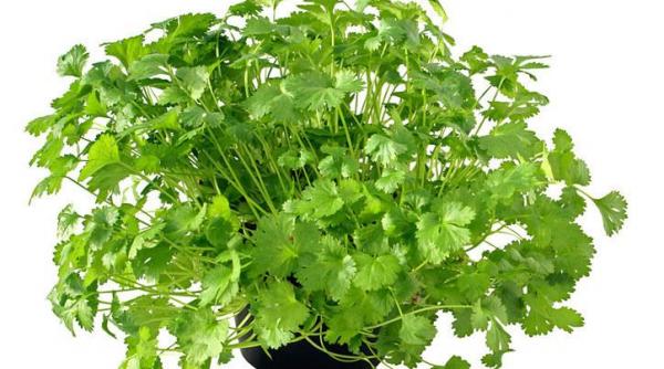 bucataria romaneasca planta patrunjel bogata calciu oase