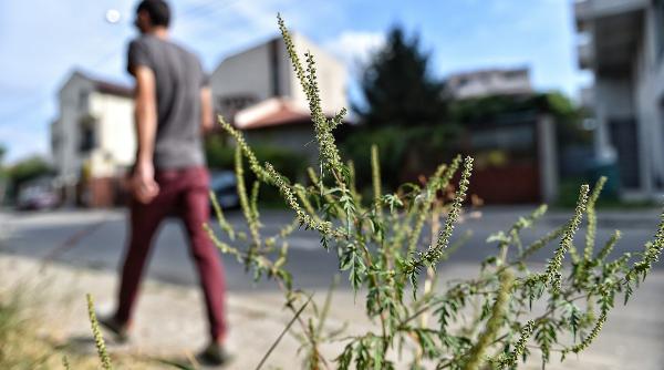 ambrozie alergie recomandari