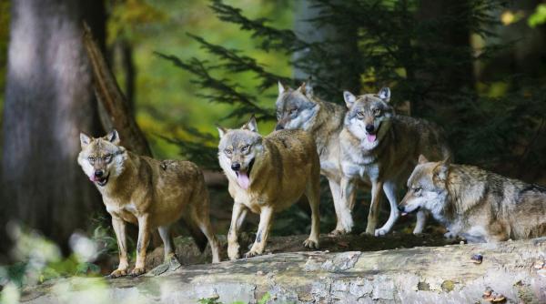 comisia europeana reducere numar lupi