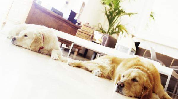 top 5 rase caini ascultatoare usor dresat