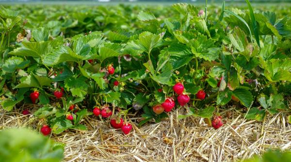 spania politia apei cultivatorii capsuni