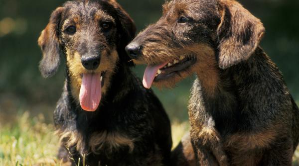 10 rase caini longevive