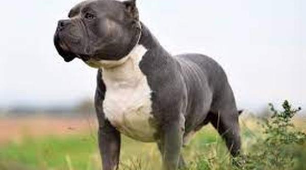 caini marea britanie interzicere