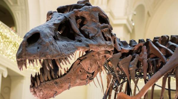 Dinozaurul cunoscut sub numele „Barry” este scos la vânzare într-o licitație la Paris
