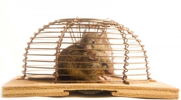 cum sa folosesti piperul negru pentru a tine soarecii departe de casa