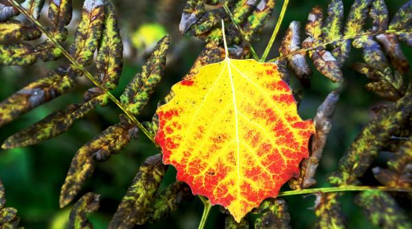 octombrie bland cald prognoza meteo 4 saptamani