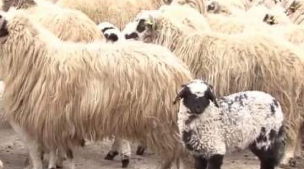 pascut 300 kilograme canabis oile capre