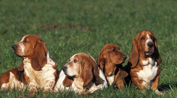 5 cele mai linistite rase caini relaxati calmi iubitori inteligenti