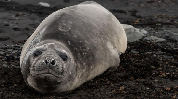 avertisment planetar suprafata gheata antarctica nivel alarmant