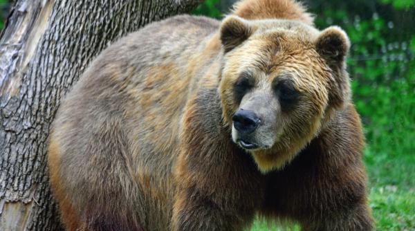 atac urs grizzly omorat doi oameni