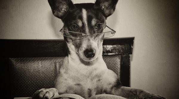 5 cele mai active rase caini nevoie exercitii fizice stimulare mentala