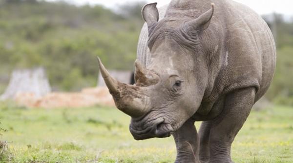 rinocer specie pui indonezia