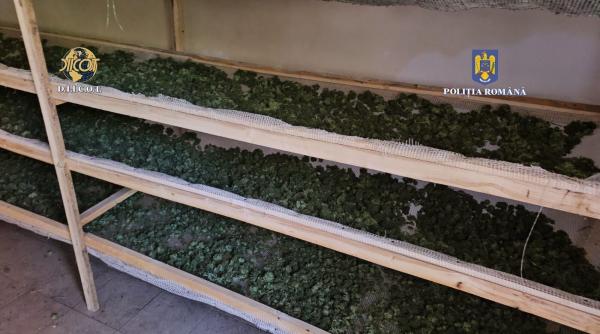 droguri canabis gorj si timisoara licee termocentrala rovinari