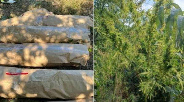 fost procuror panciu canabis vie