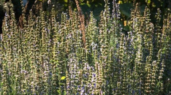 planta biblie proprietati spirituale terapeutice simpla puternica