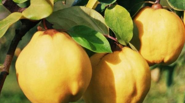 beneficii gutuie sanatate contine fibre minerale vitamine proteine