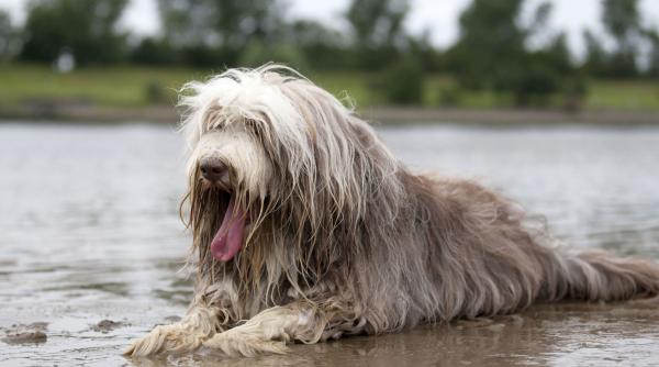 5 rase caini iubesc apa distractii acvatice