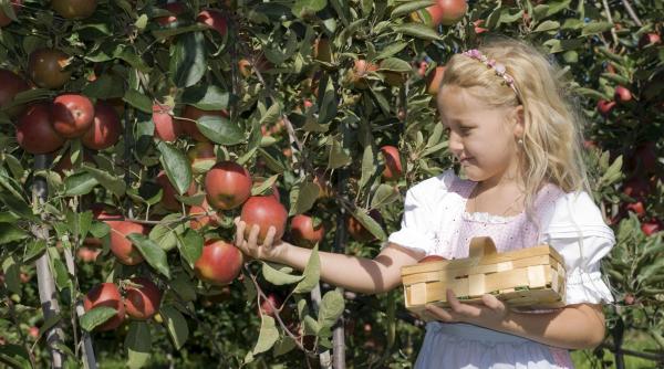 fructel toamna nutrienti beneficii sanatate