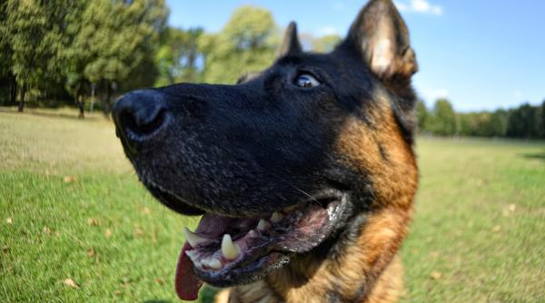 5 rase caini puternici combinatie perfecta putere fizica rezistenta