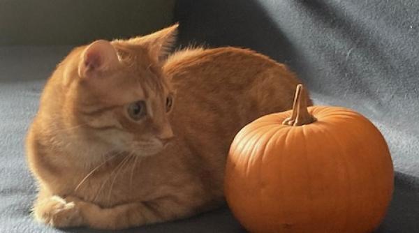 legume benefice pisici atentie alimentele daunatoare