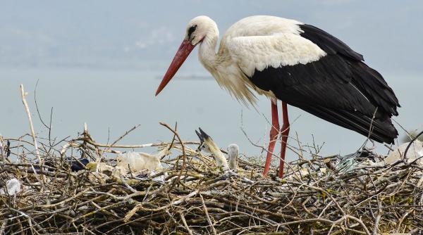 peste 400 cuiburi descoperite aplicatia uite barza