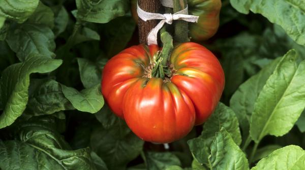 leguma beneficii uimitoare sanatate scade tensiunea reduce risc cancer