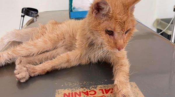 pisica disparuta intors acasa