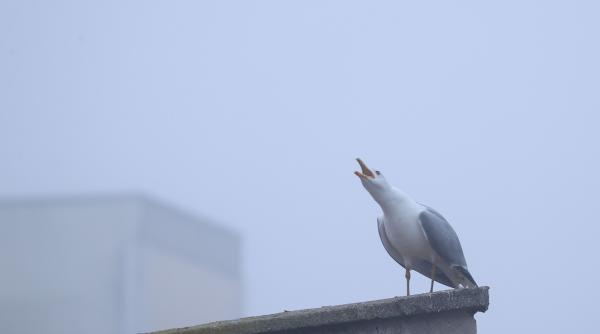 cod galben ceata litoral dobrogea