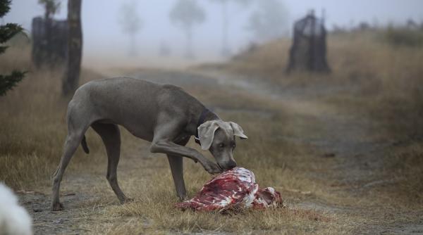 Atenție la mâncarea pentru câini. De ce să nu-i hrănești cu carne crudă