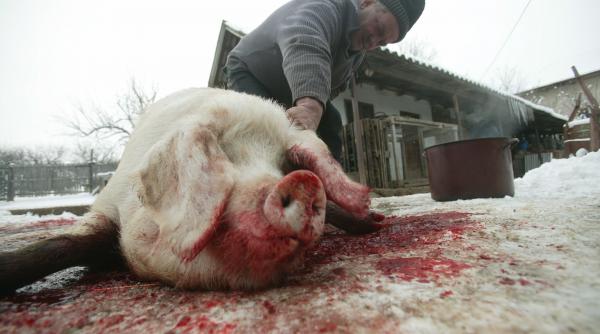 Spunem adio porcului de la țară, cârnaților și caltaboșilor de Crăciun