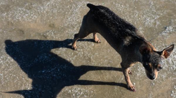 Ținea 30 de câini fără apă și mâncare. Poliția Animalelor l-a amendat!