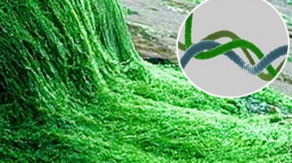 Spirulina, comoara superaliment din adâncuri