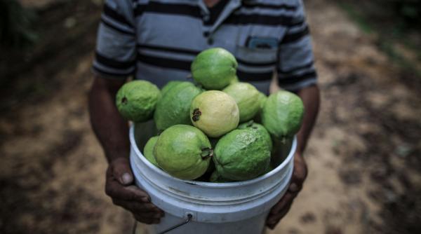 7 beneficii sanatate fructe guava