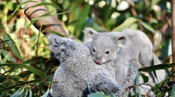 australienii coridoare copaci salvare koala